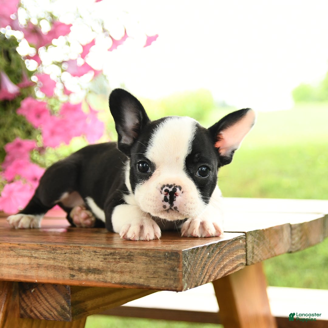 Frenchton dogs for sale: Gizmo - Image 1