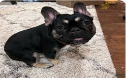 French Bulldog dogs for stud: Whiskey - Image 8