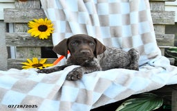 German Shorthaired Pointer dogs for sale: Lavender - Image 1