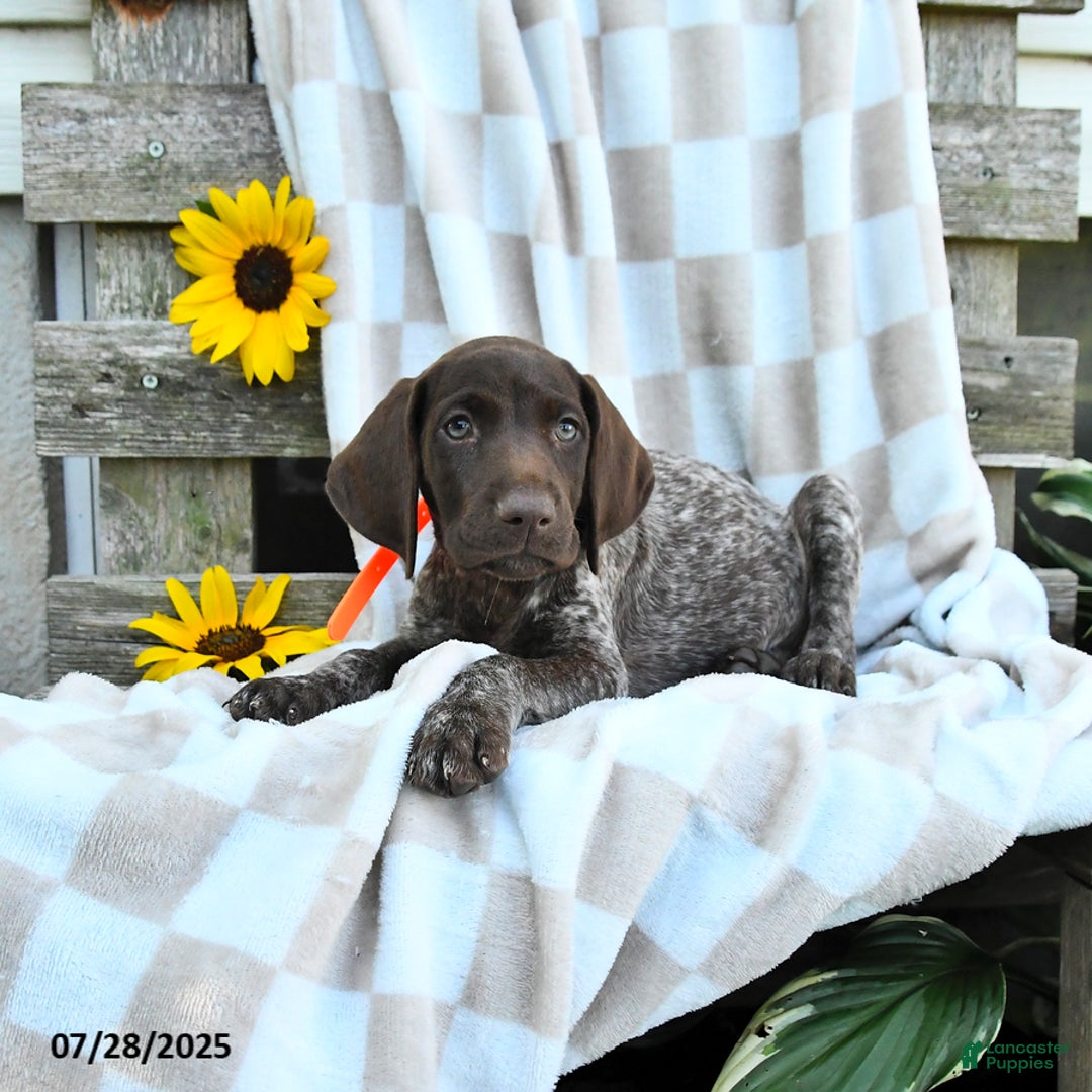 German Shorthaired Pointer dogs for sale: Lavender - Image 1