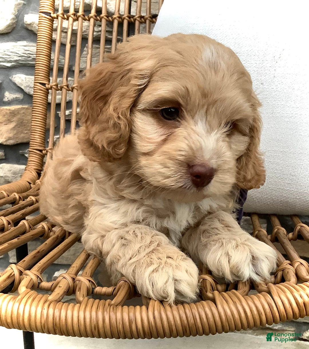 Cockapoo dogs for sale: Oliver - Image 9