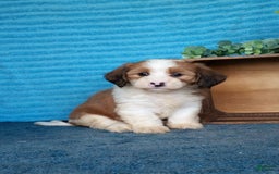 Havanese dogs for sale: Daisy - Image 4