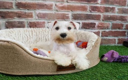 Miniature Schnauzer dogs for sale: Miniature Schnauzer 6 puppies - Image 18