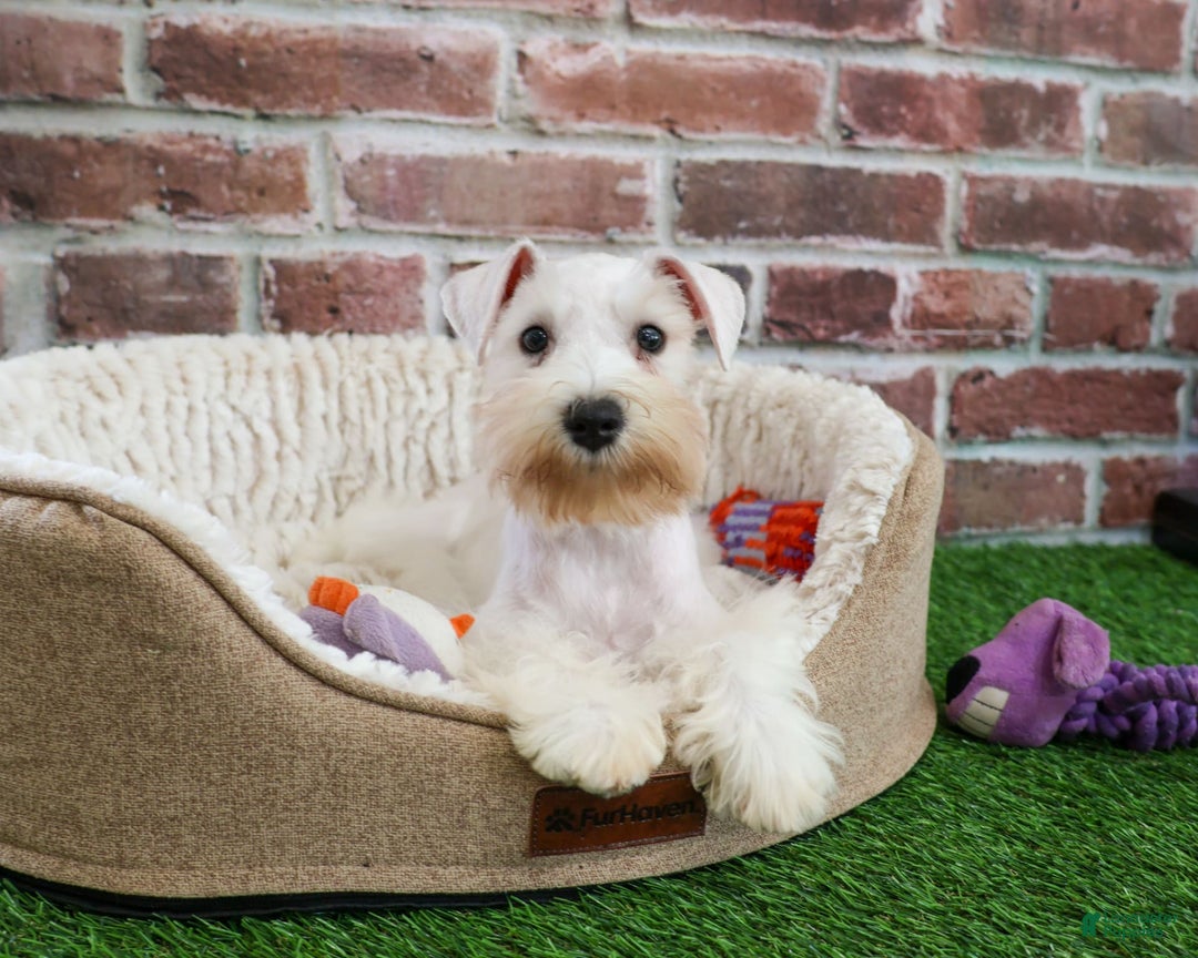 Miniature Schnauzer dogs for sale: Miniature Schnauzer 6 puppies - Image 18