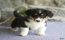 Welsh Corgi Pembroke dogs for sale: Kevin - Image 7