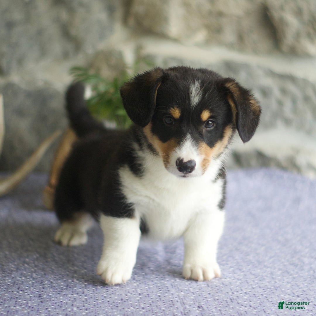 Welsh Corgi Pembroke dogs for sale: Kevin - Image 7