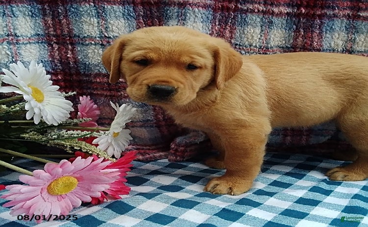 Labrador Retriever dogs for sale - Ad 1