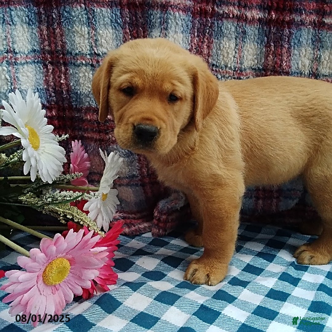 Labrador Retriever dogs for sale: Labrador Retriever 5 puppies - Image 5
