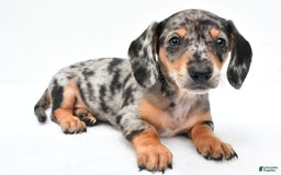 Miniature Dachshund dogs for sale: Jill - Image 8