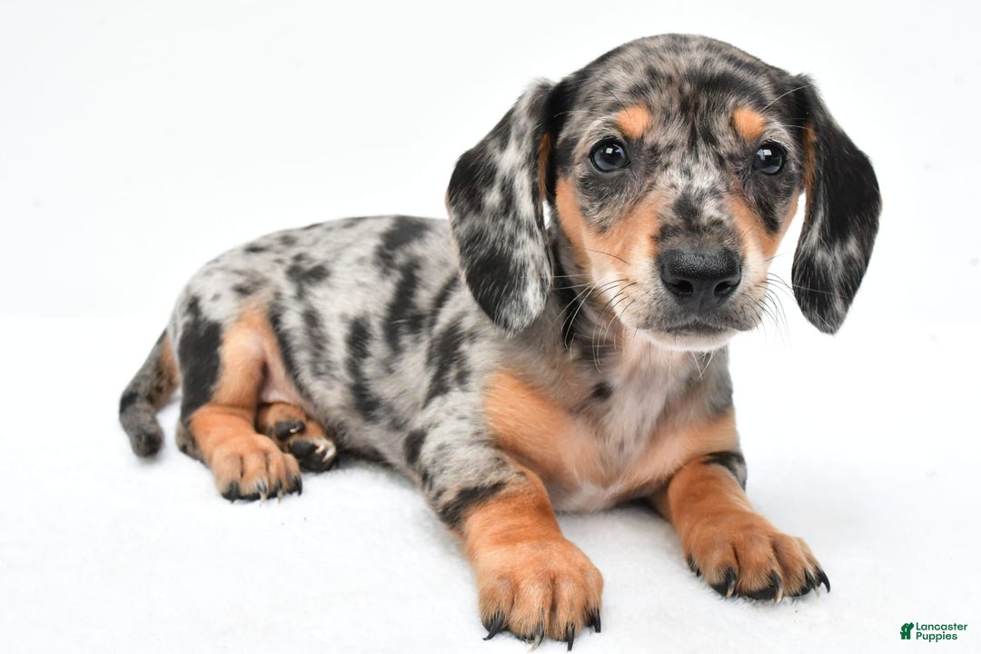 Miniature Dachshund dogs for sale: Jill - Image 8
