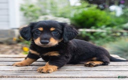 Miniature Dachshund dogs for sale: Tator Tot - Image 1