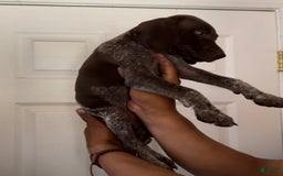 German Shorthaired Pointer dogs for sale: Girl 5 - Image 2