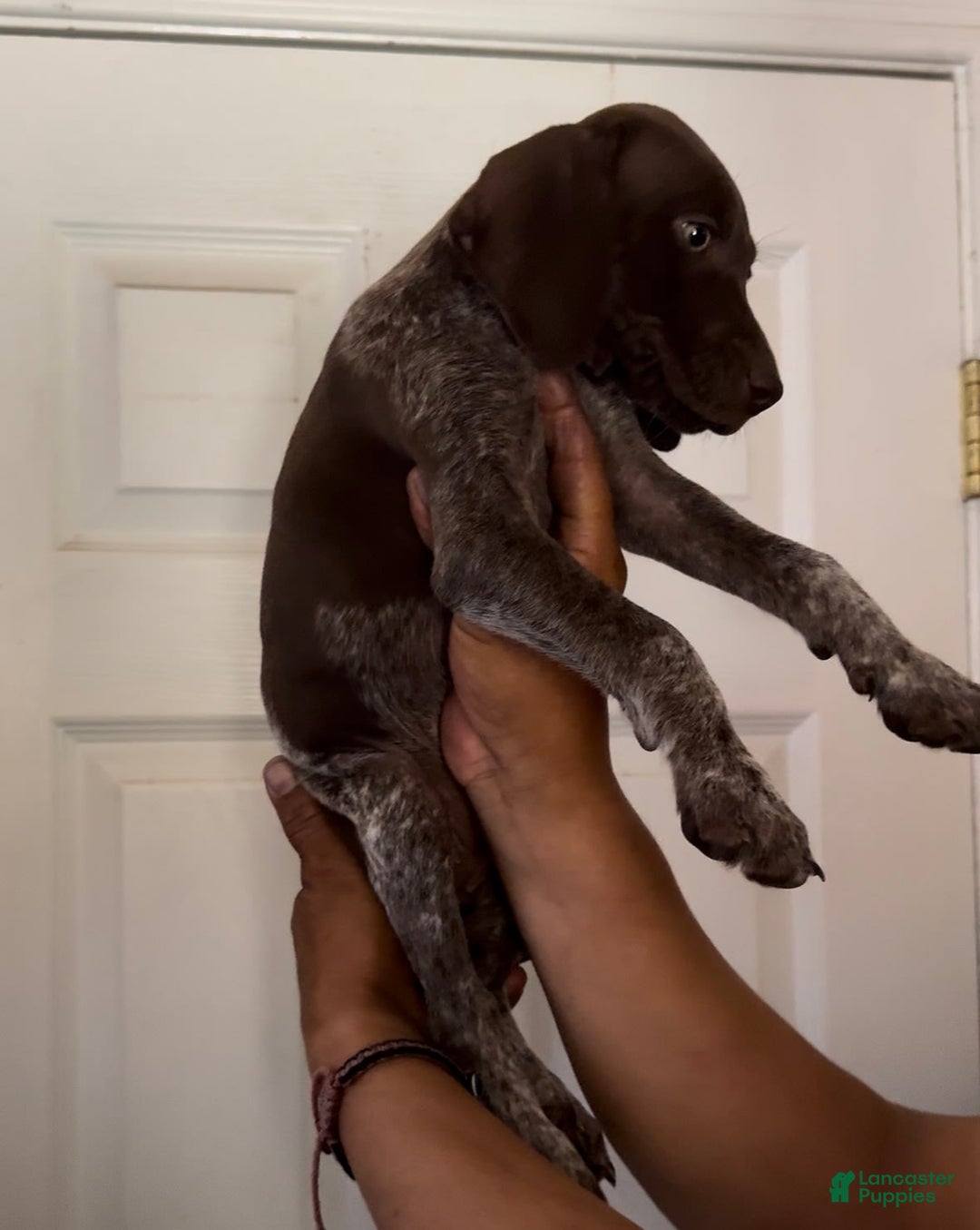 German Shorthaired Pointer dogs for sale: Girl 5 - Image 2