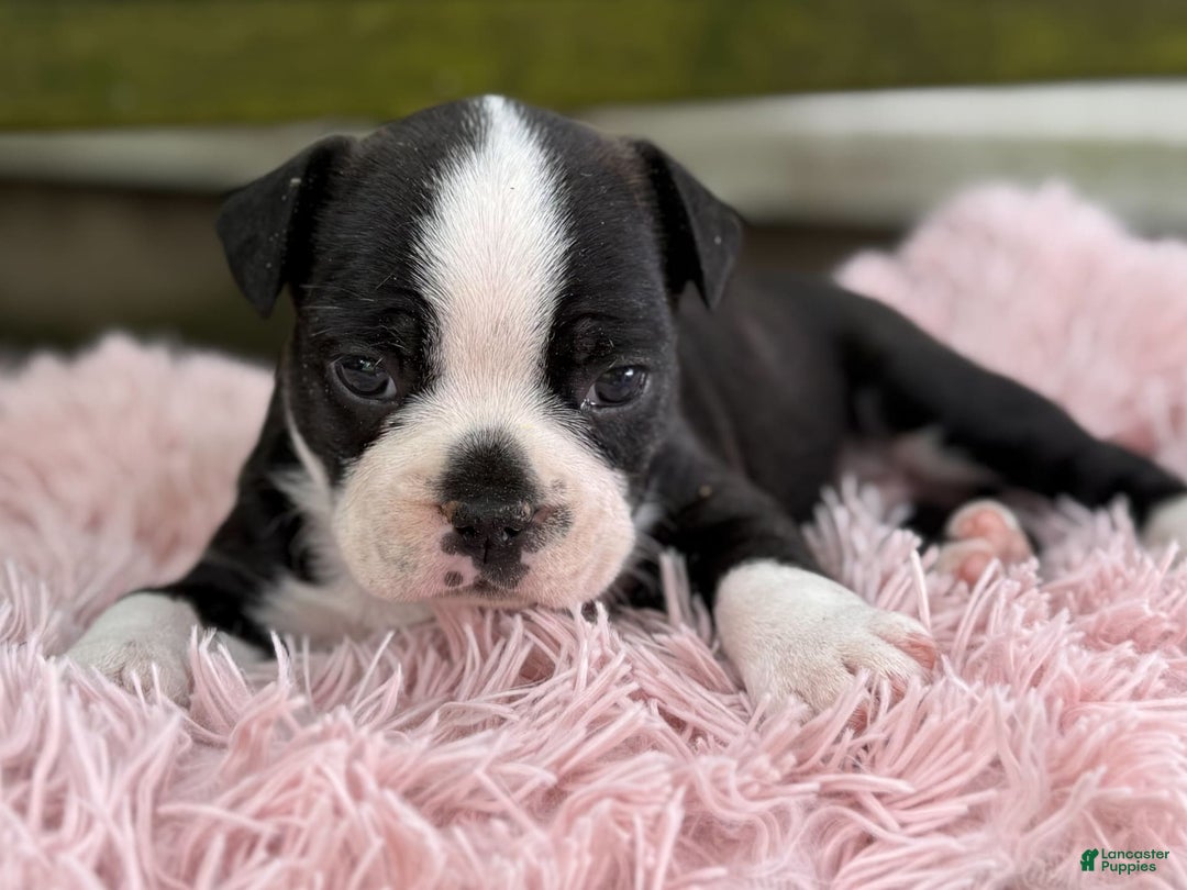 Frenchton dogs for sale: Jax - Image 4