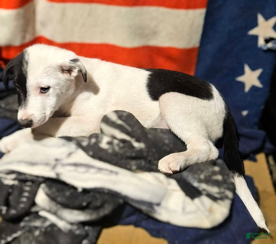 Border Collie dogs for sale: Hondo - Image 10