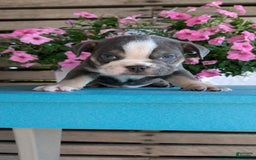 English Bulldog dogs for sale: Heath - Image 7