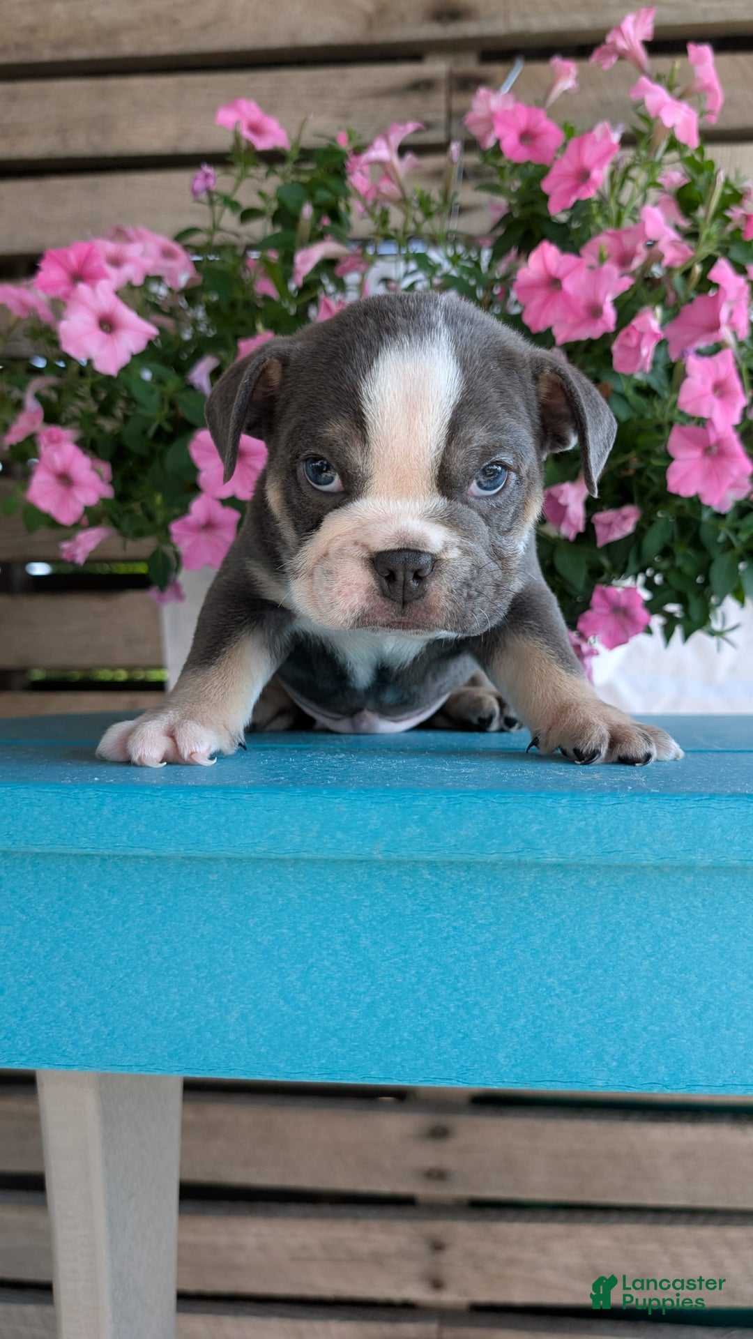 English Bulldog dogs for sale: Heath - Image 7