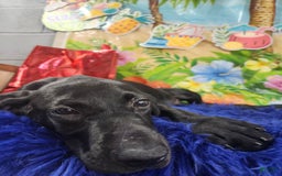 German Shorthaired Pointer dogs for sale: Casey - Image 2