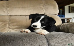 Bernese Mountain Dog dogs for sale: Flash - Image 2