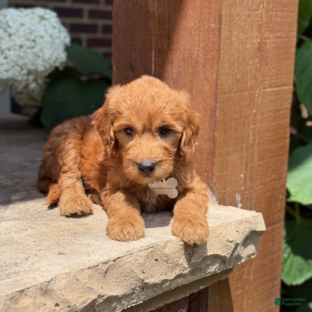 Goldendoodle dogs for sale: Lucy - Image 10