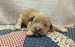 Cockapoo dogs for sale: Kurt - Image 1