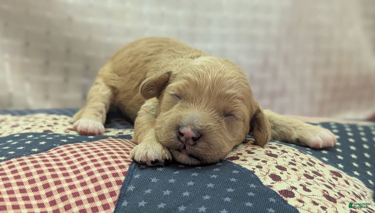 Cockapoo dogs for sale - Ad 4