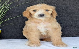 Goldendoodle dogs for sale: Sadie - Image 4