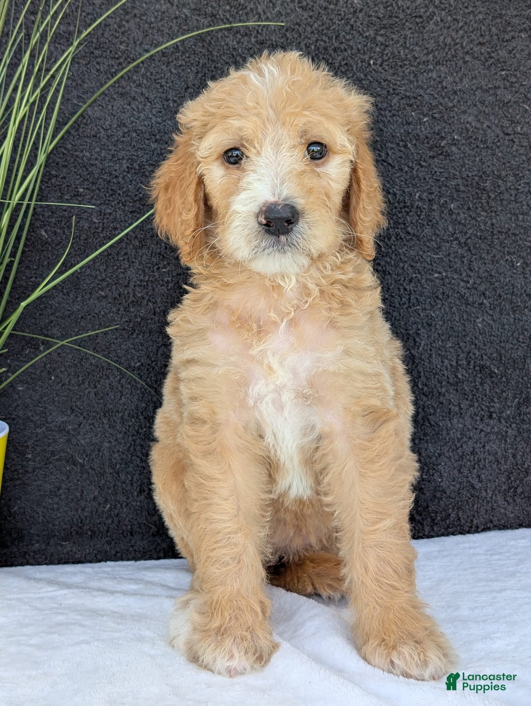 Goldendoodle dogs for sale: Sadie - Image 4