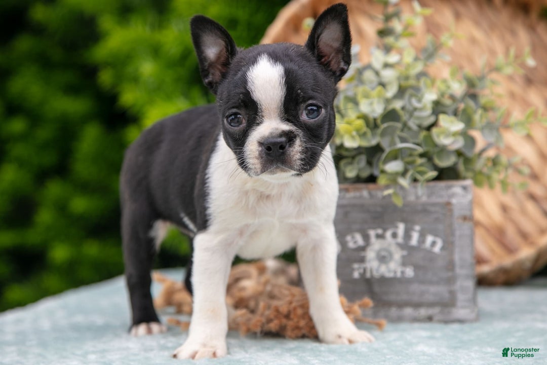 Boston Terrier dogs for sale: Dora - Image 4