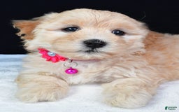 Maltipoo dogs for sale: Brook - Image 4