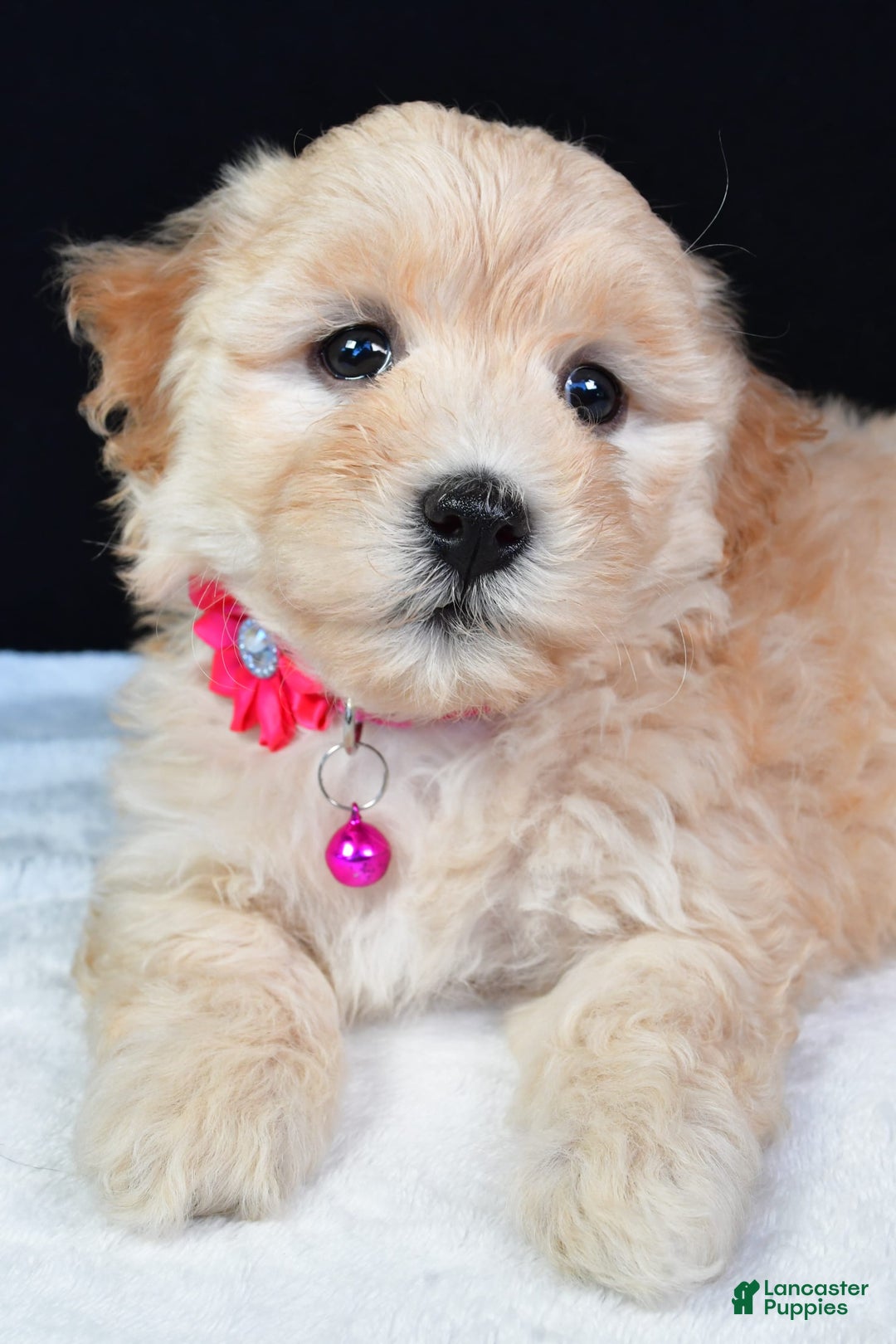 Maltipoo dogs for sale: Brook - Image 4