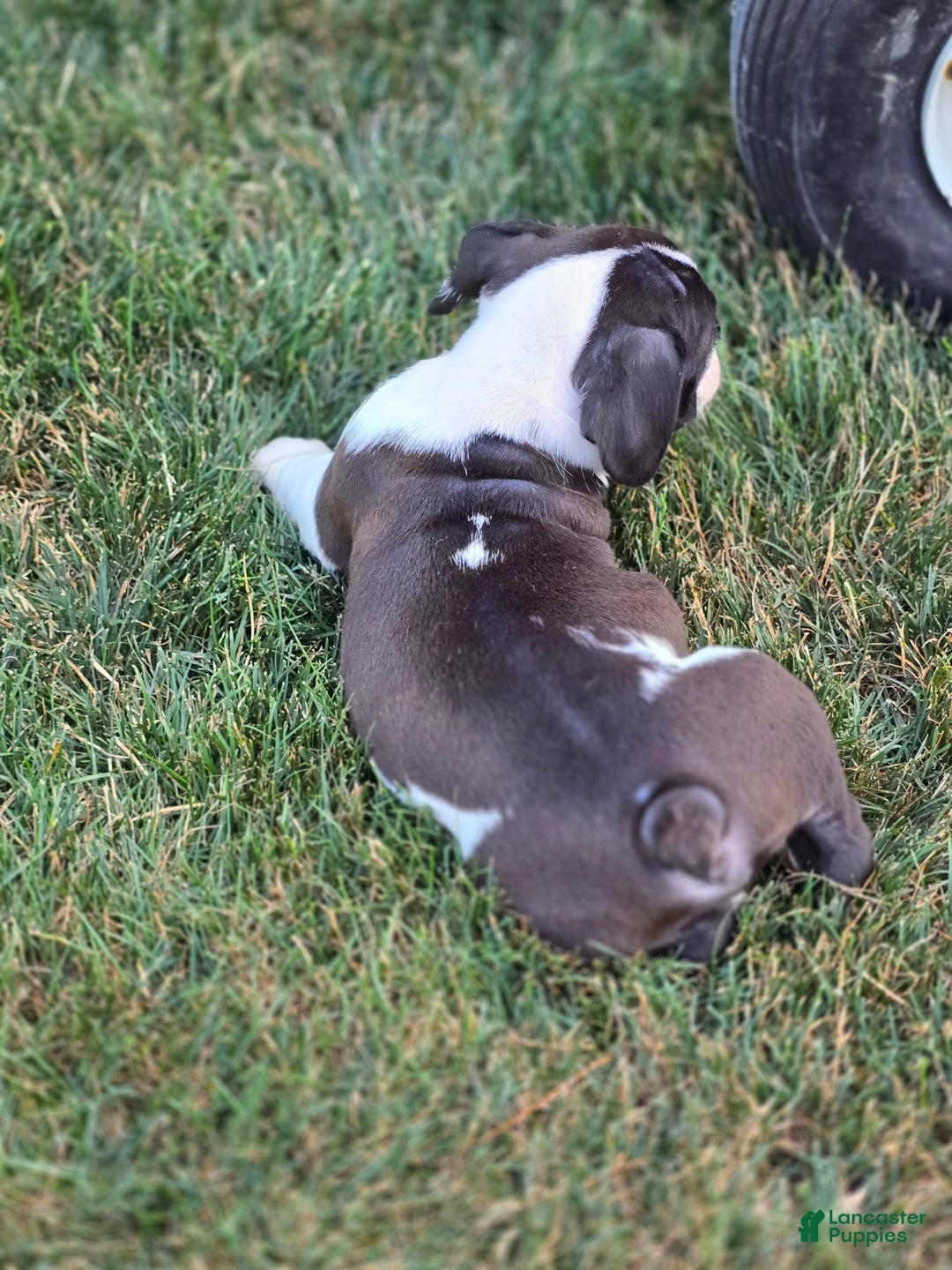 English Bulldog dogs for sale: Mack - Image 6