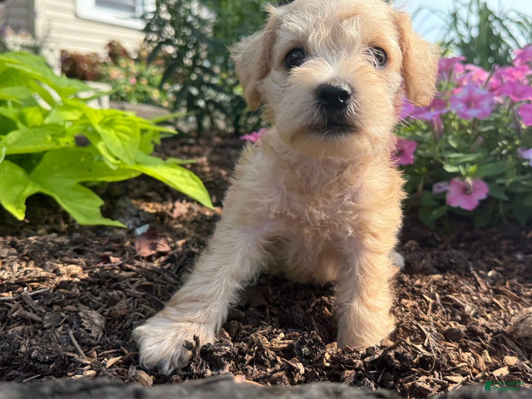 Schnoodle dogs for sale: Ivory - Image 4