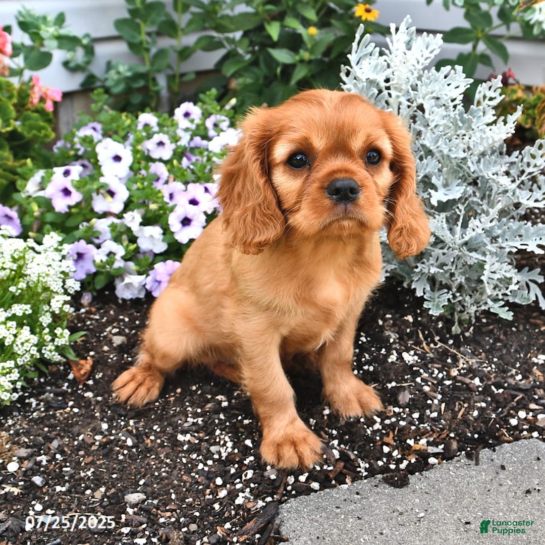 Cavalier King Charles Spaniel dogs for sale: Reba - Image 12
