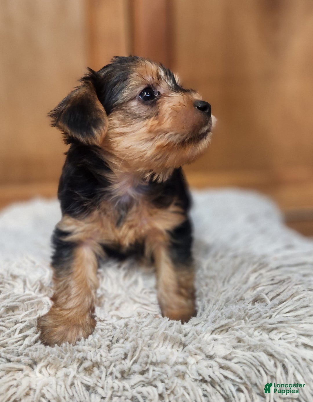 Yorkshire Terrier dogs for sale: Purebred Boy - Image 3