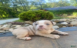 English Bulldog dogs for sale: Champ - Image 13