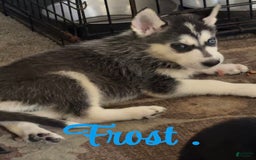 Gerberian Shepsky dogs for sale: Frost - Image 1