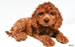 Cockapoo dogs for sale: Lucky - Image 1