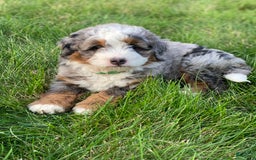 Mini Bernedoodle dogs for sale: Mini Bernedoodle 5 puppies - Image 8