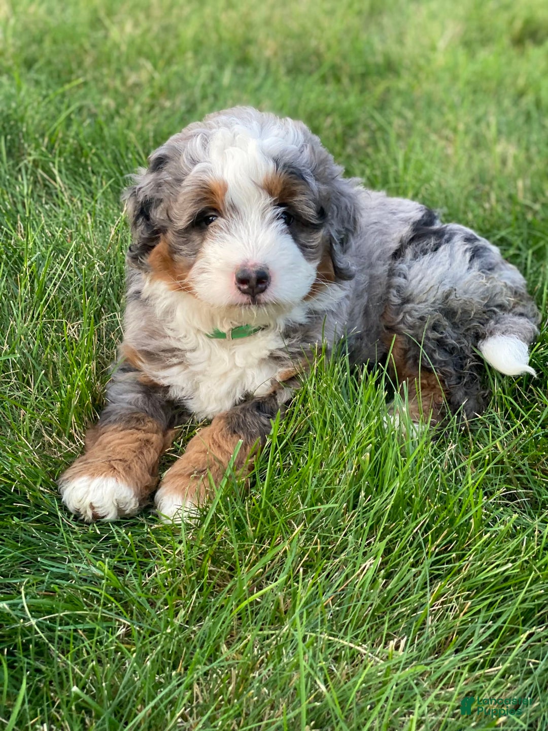 Mini Bernedoodle dogs for sale: Mini Bernedoodle 5 puppies - Image 8