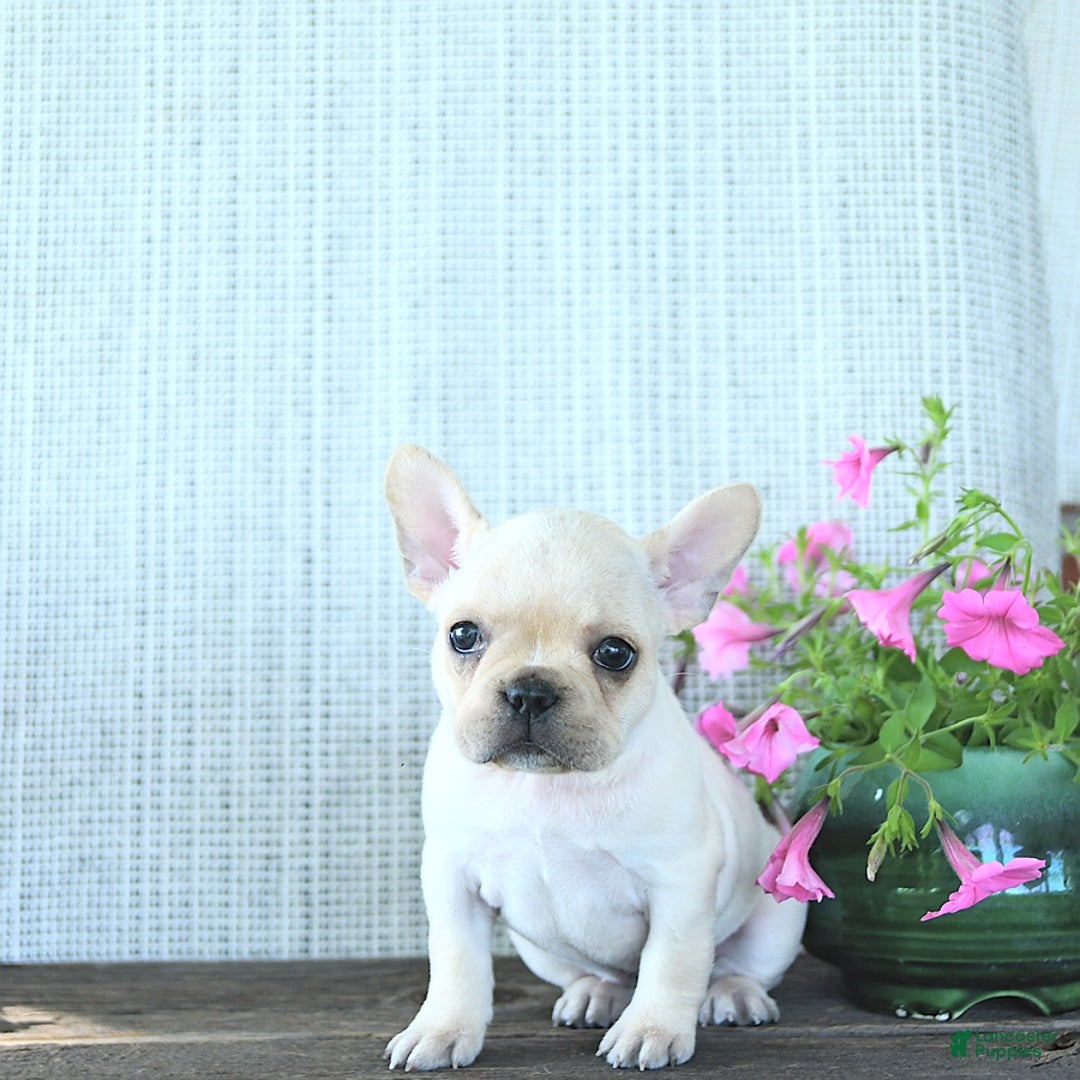 French Bulldog dogs for sale: Lavendar - Image 14