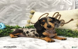 Miniature Dachshund dogs for sale: Kaden - Image 3