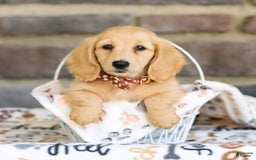 Miniature Dachshund dogs for sale: Tanner - Image 2