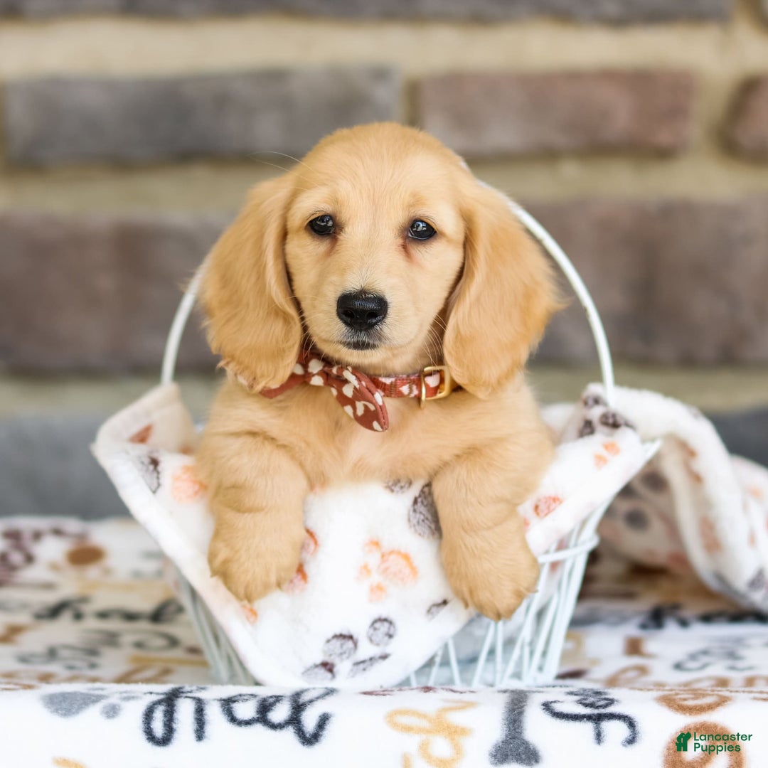 Miniature Dachshund dogs for sale: Tanner - Image 2