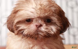 Shih Tzu dogs for sale: Tiki - Image 3