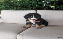 Bernese Mountain Dog dogs for sale: Jane - Image 2