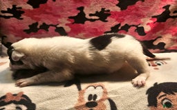 Border Collie dogs for sale: Gumbi - Image 5
