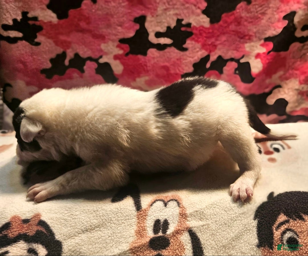 Border Collie dogs for sale: Gumbi - Image 5