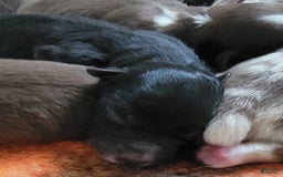 Australian Shepherd dogs for sale: Tri Black - Image 4