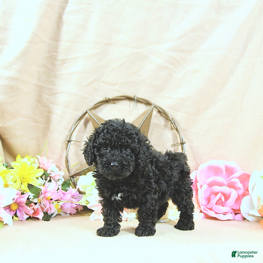 Miniature Poodle dogs for sale: Earl - Image 5